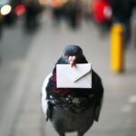 email versand wordpress